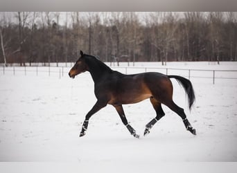 KWPN, Gelding, 11 years, 17,1 hh, Bay-Dark