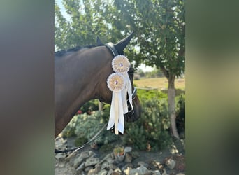 KWPN, Gelding, 11 years, 17,1 hh, Bay-Dark