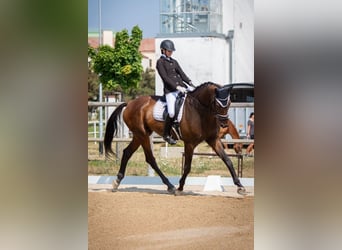 KWPN, Gelding, 11 years, 17,1 hh, Bay-Dark