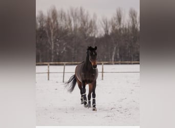 KWPN, Gelding, 11 years, 17,1 hh, Bay-Dark