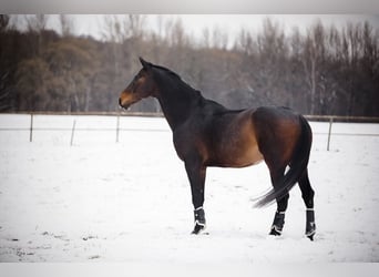 KWPN, Gelding, 11 years, 17,1 hh, Bay-Dark