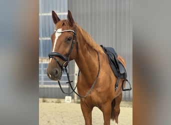 KWPN, Gelding, 11 years, 17.1 hh, Chestnut-Red