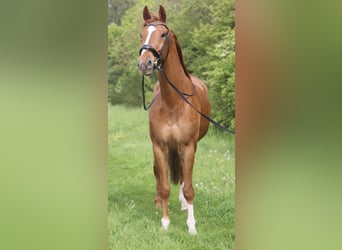 KWPN, Gelding, 11 years, 17.2 hh, Chestnut-Red
