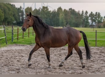 KWPN, Gelding, 11 years, 17 hh, Brown-Light