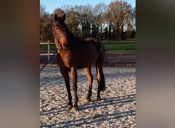 KWPN, Gelding, 11 years, 17 hh, Brown
