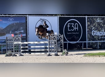 KWPN, Gelding, 11 years, 17,2 hh, Bay