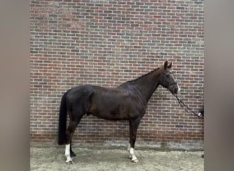 KWPN, Gelding, 11 years, 17,2 hh