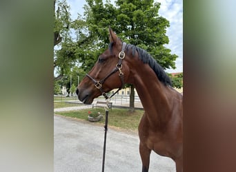 KWPN, Gelding, 11 years, 17,3 hh, Brown