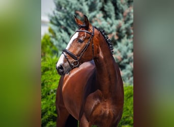 KWPN, Gelding, 11 years, 18 hh, Bay