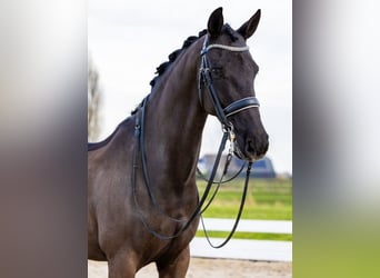 KWPN, Gelding, 12 years, 15.2 hh, Brown