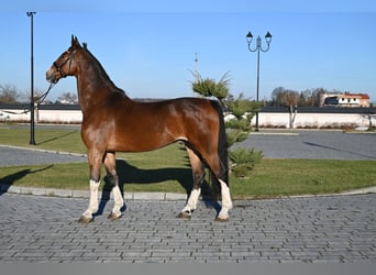 KWPN, Gelding, 12 years, 16.1 hh, Bay