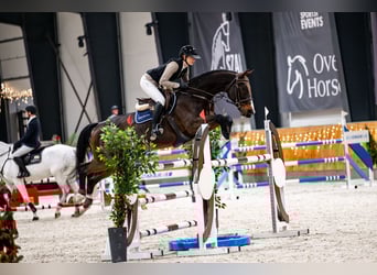 KWPN, Gelding, 12 years, 16.1 hh, Bay-Dark