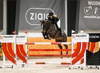 KWPN, Gelding, 12 years, 16.1 hh, Bay-Dark