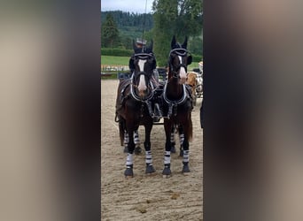 KWPN, Gelding, 12 years, 16,1 hh, Black