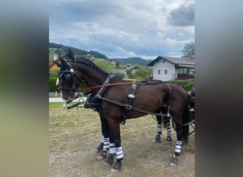 KWPN, Gelding, 12 years, 16,1 hh, Black