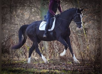 KWPN, Gelding, 12 years, 16.1 hh, Black