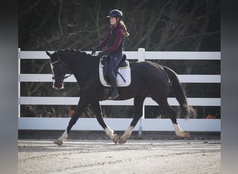 KWPN, Gelding, 12 years, 16.1 hh, Black