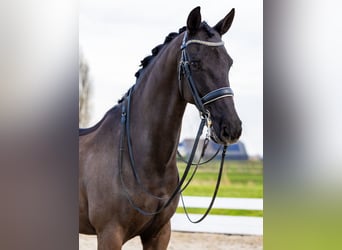 KWPN, Gelding, 12 years, 16.1 hh, Black