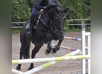 KWPN, Gelding, 12 years, 16.1 hh, Black