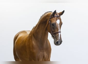 KWPN, Gelding, 12 years, 16.1 hh, Brown