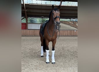 KWPN, Wallach, 12 Jahre, 16,2 hh, Brauner