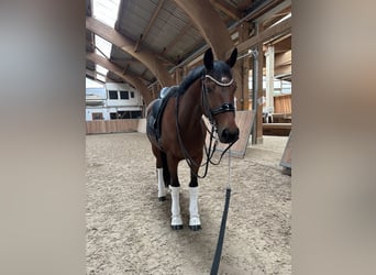 KWPN, Wallach, 12 Jahre, 16,2 hh, Brauner