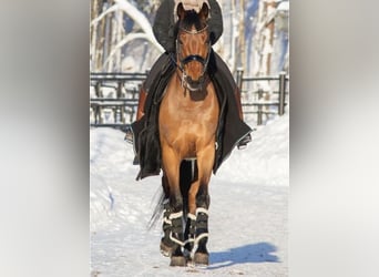 KWPN, Wallach, 12 Jahre, 16,2 hh, Brauner