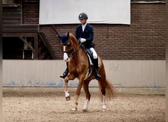 KWPN, Gelding, 12 years, 16.2 hh, Chestnut-Red