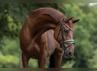 KWPN, Gelding, 12 years, 16.2 hh, Chestnut-Red