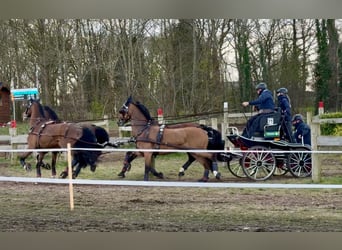 KWPN, Gelding, 12 years, 16 hh, Brown