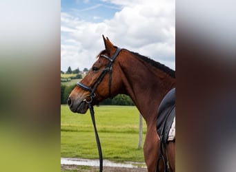 KWPN, Gelding, 12 years, 16 hh, Brown