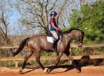 KWPN, Gelding, 12 years, 16 hh, Brown-Light