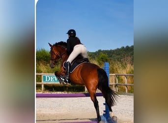 KWPN, Gelding, 12 years, 16 hh, Brown