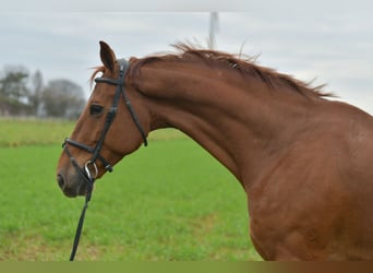 KWPN, Gelding, 12 years, 16 hh