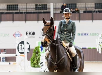 KWPN, Gelding, 12 years, 16,1 hh, Bay-Dark