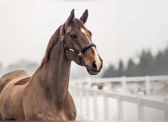 KWPN, Gelding, 12 years, 16,1 hh, Chestnut-Red
