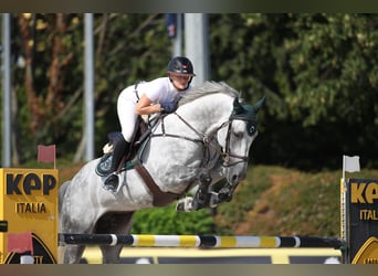 KWPN, Gelding, 12 years, 16,1 hh, Gray