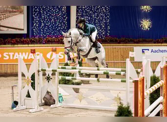 KWPN, Gelding, 12 years, 16,1 hh, Gray