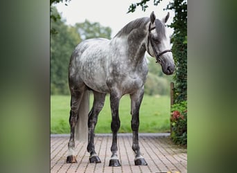 KWPN, Gelding, 12 years, 16,1 hh, Grey