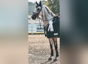 KWPN, Gelding, 12 years, 16,1 hh, Grey
