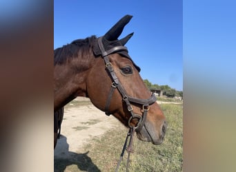 KWPN, Gelding, 12 years, 16,2 hh, Bay-Dark