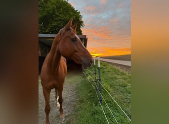 KWPN, Gelding, 12 years, 16,2 hh, Chestnut-Red