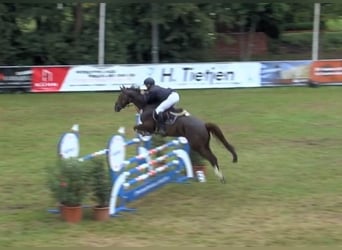 KWPN, Gelding, 12 years, 16,2 hh, Chestnut