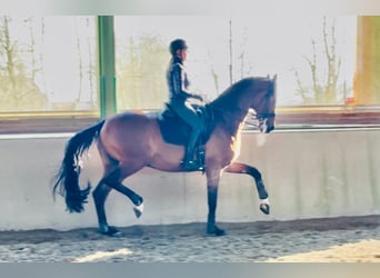 KWPN, Gelding, 12 years, 17,1 hh, Brown