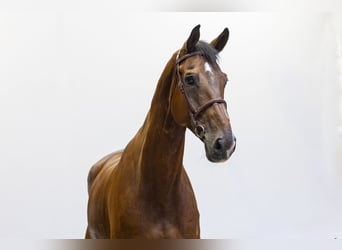 KWPN, Gelding, 12 years, 17.1 hh, Brown