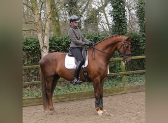 KWPN, Gelding, 12 years, 17,1 hh, Chestnut