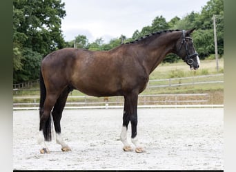 KWPN, Gelding, 12 years, 17 hh, Black