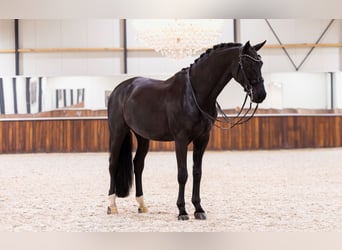 KWPN, Gelding, 12 years, 17 hh, Black