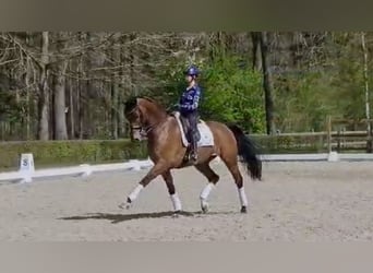 KWPN, Gelding, 12 years, 17 hh, Brown