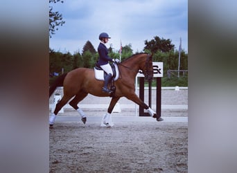 KWPN, Gelding, 12 years, 17 hh, Brown